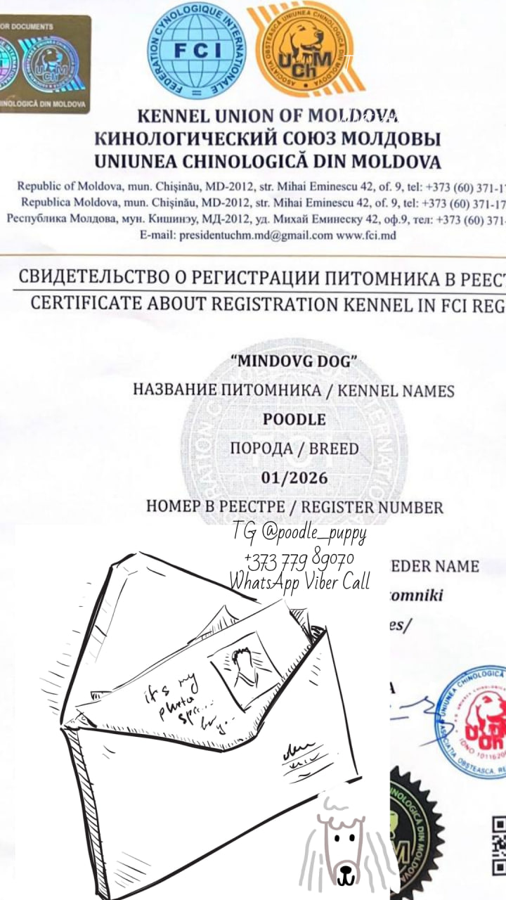 Той пудель Toy Poodle Pudel Miniature
