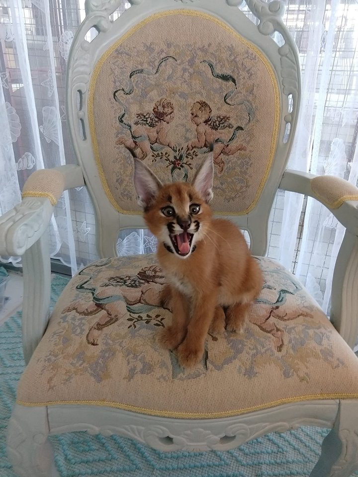 Pisicuțe Caracal și Ocelot