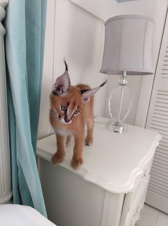 Pisicuțe Caracal și Ocelot