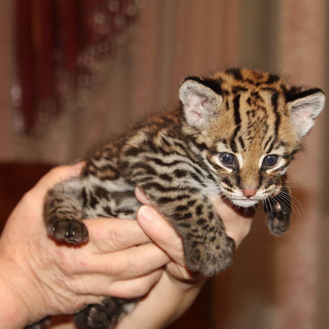 Pisicuțe Caracal și Ocelot