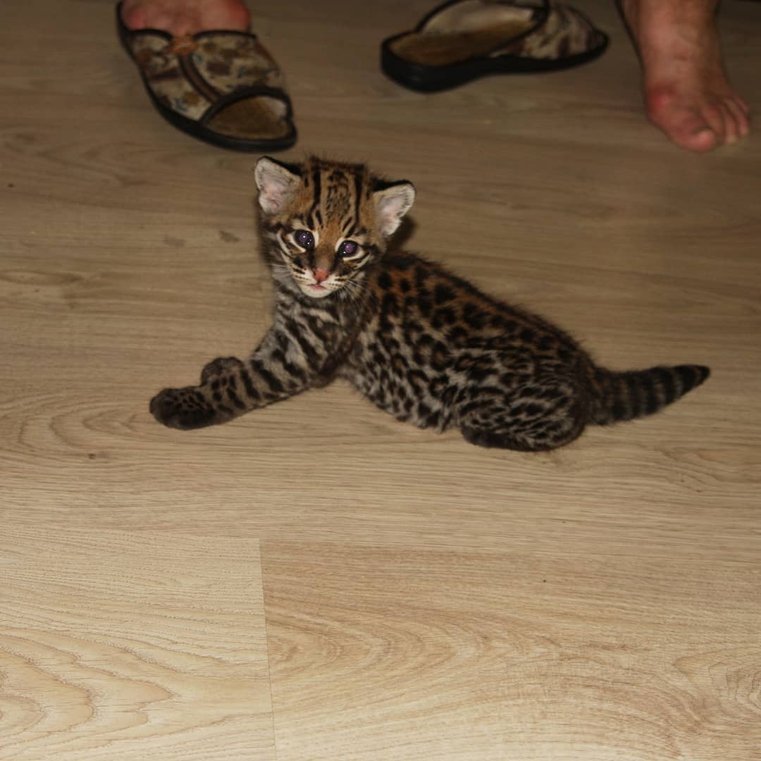 Pisicuțe Caracal și Ocelot