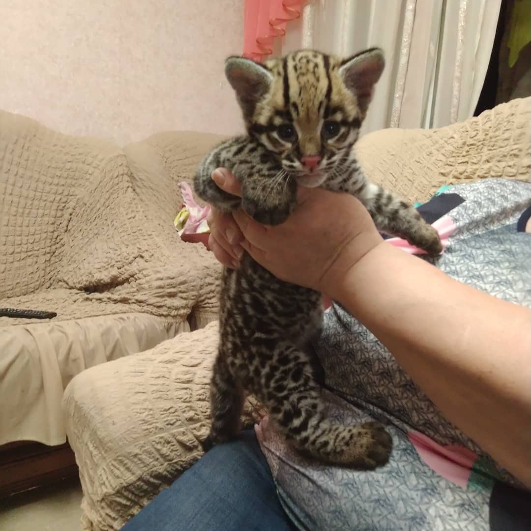 Pisicuțe Caracal și Ocelot
