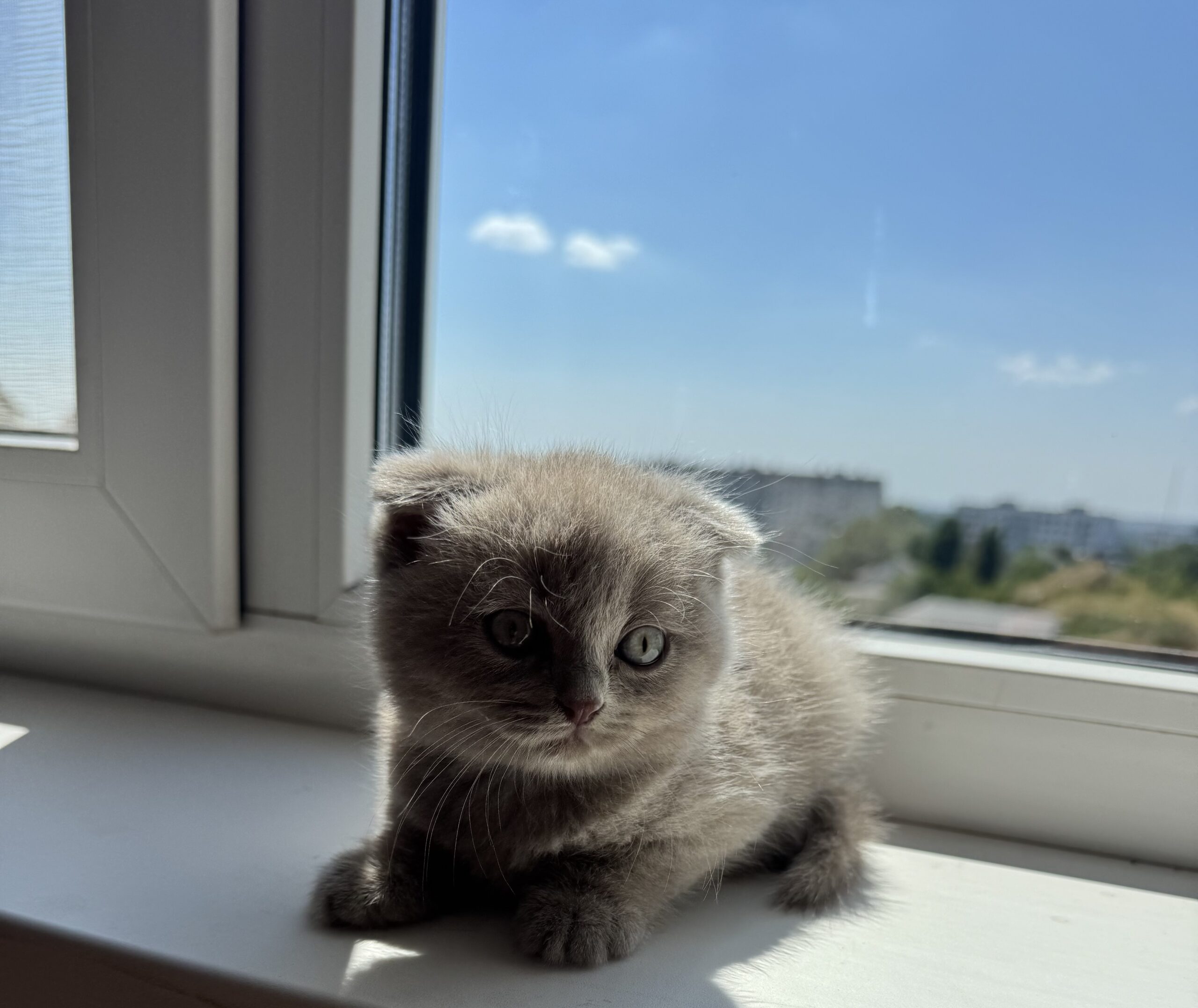 Шотландские вислоухие котята