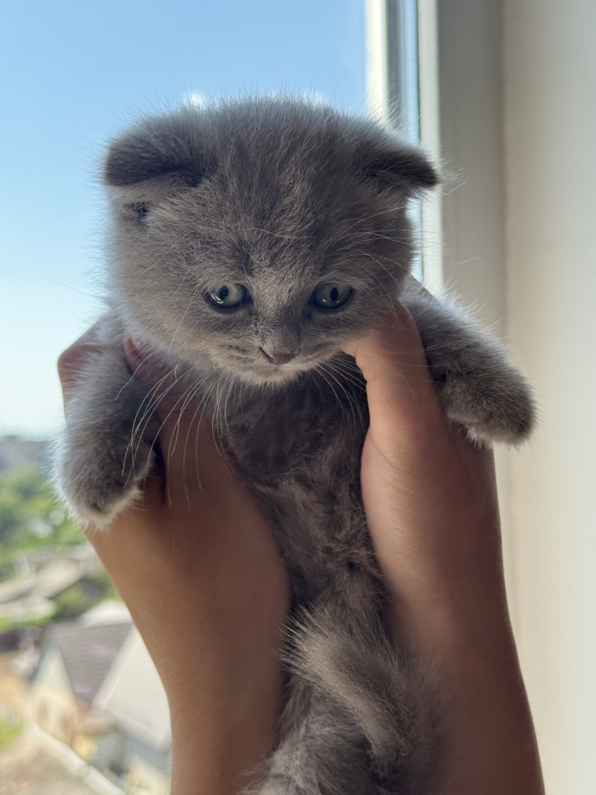Шотландские вислоухие котята