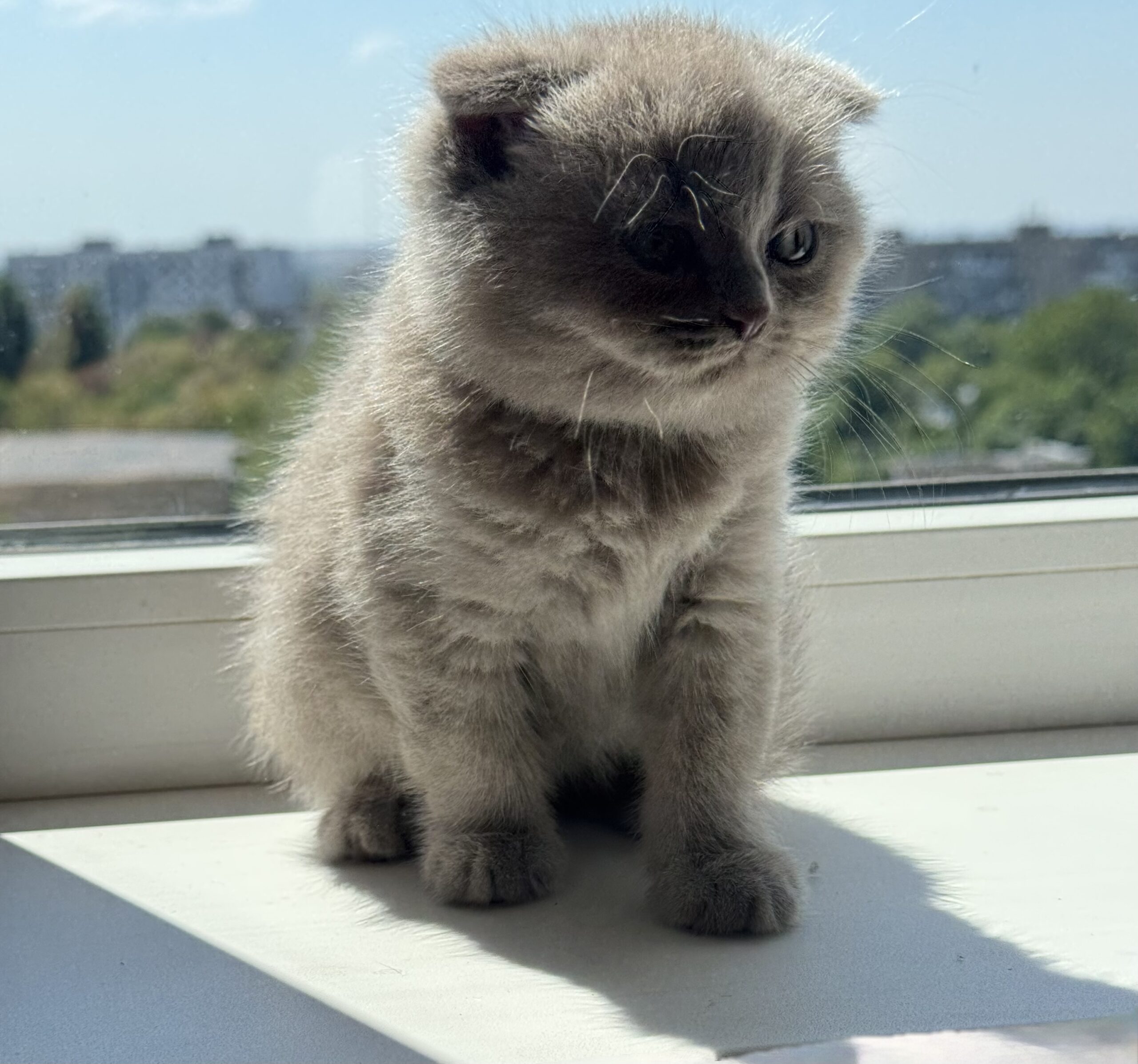 Шотландские вислоухие котята