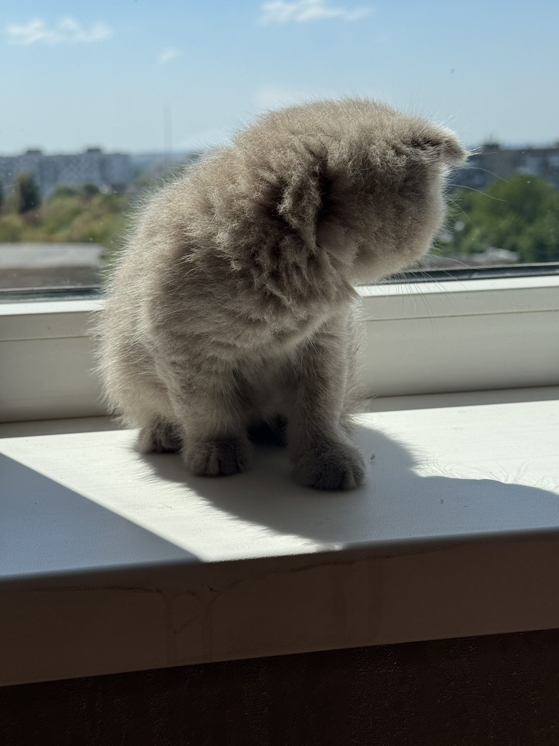 Шотландские вислоухие котята