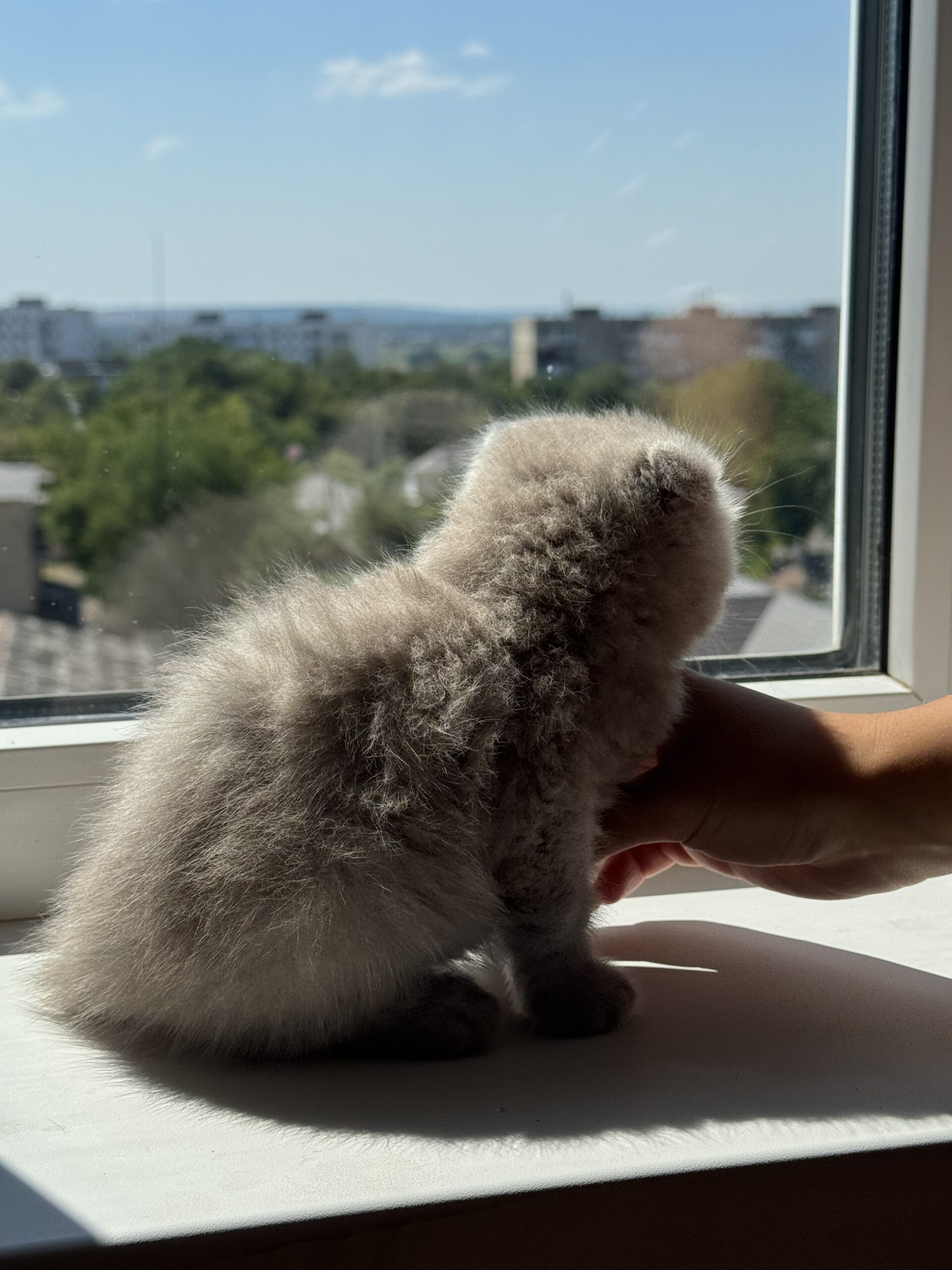 Шотландские вислоухие котята