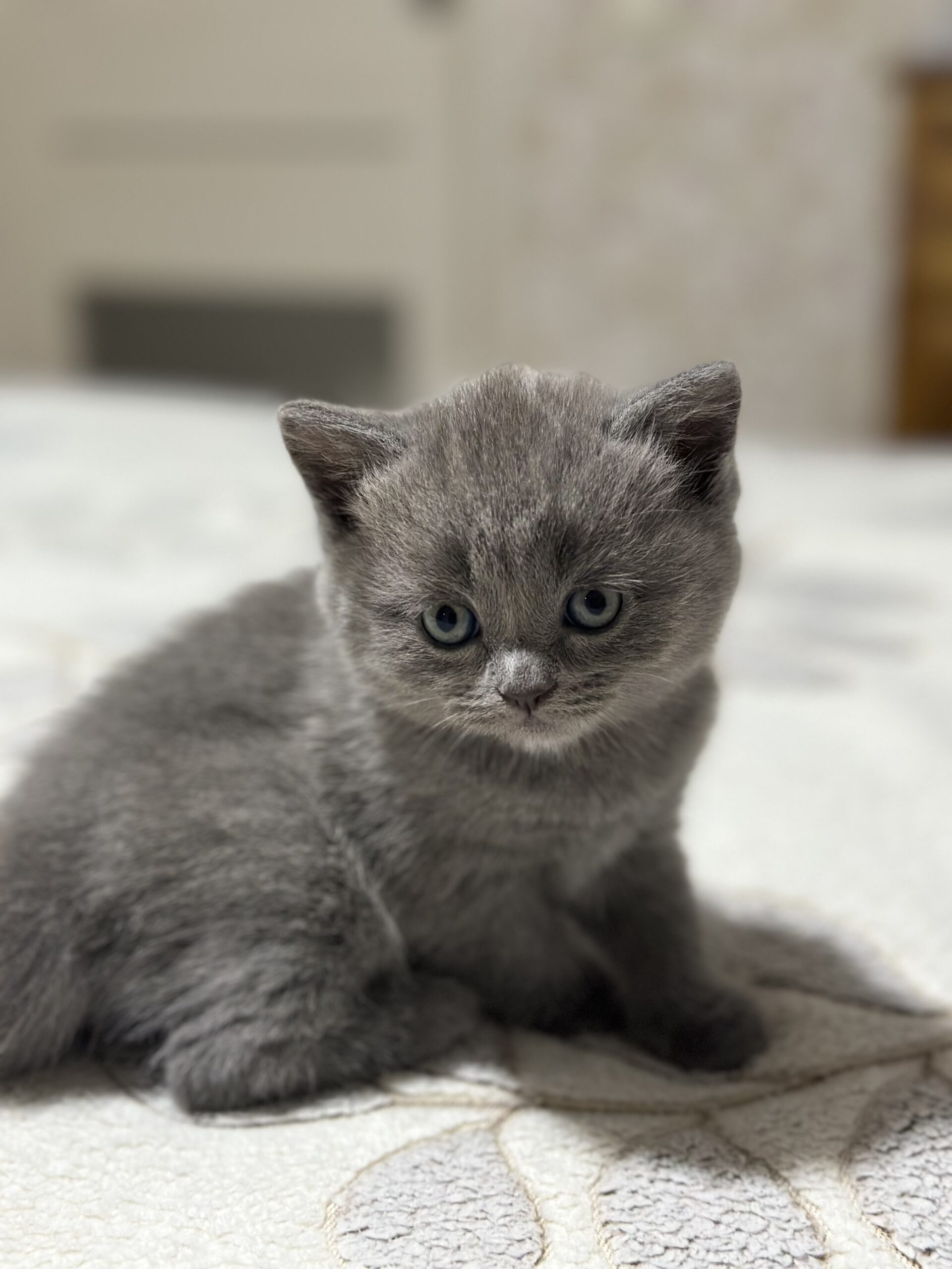 British pisicuțe