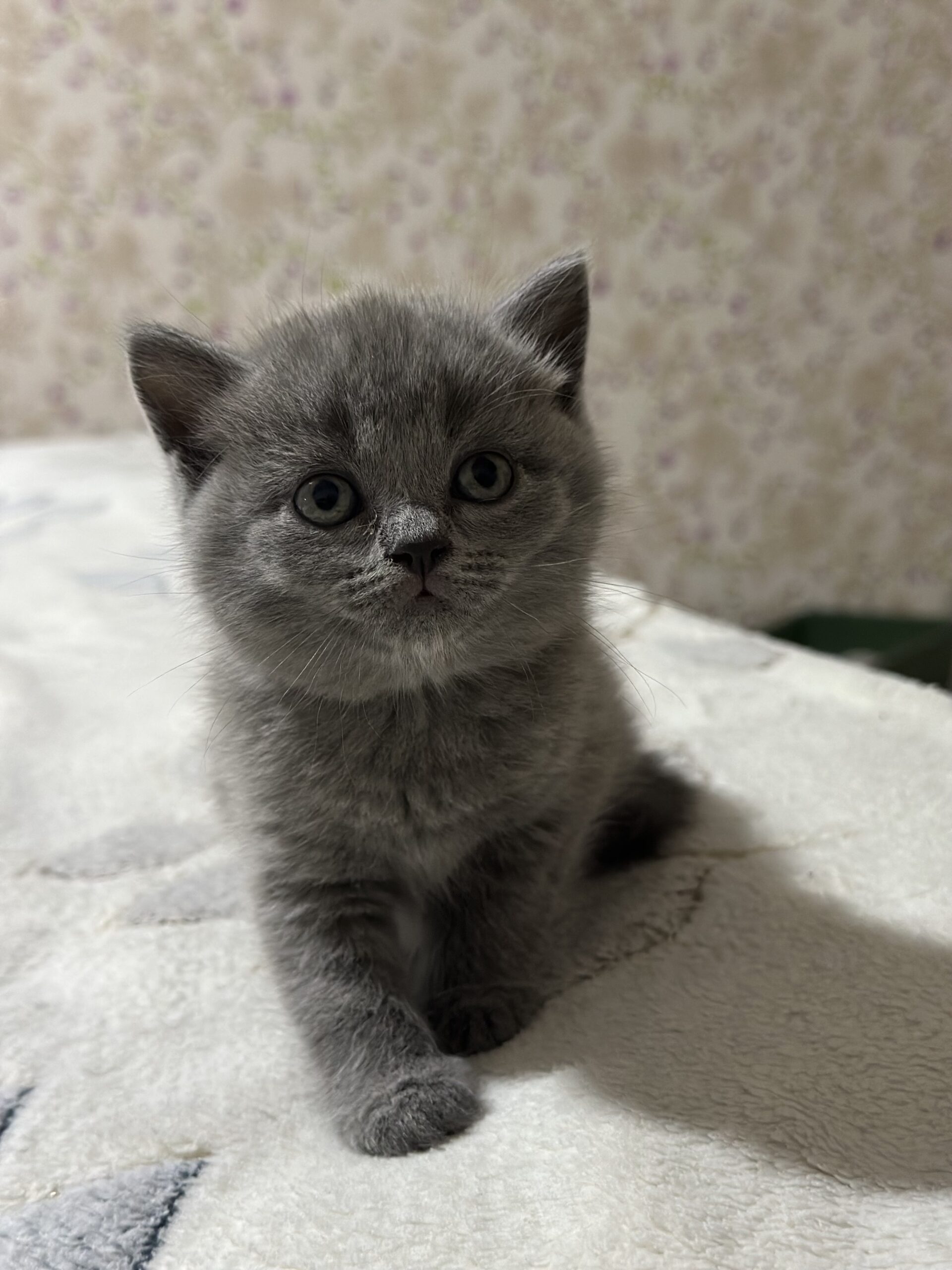 British pisicuțe
