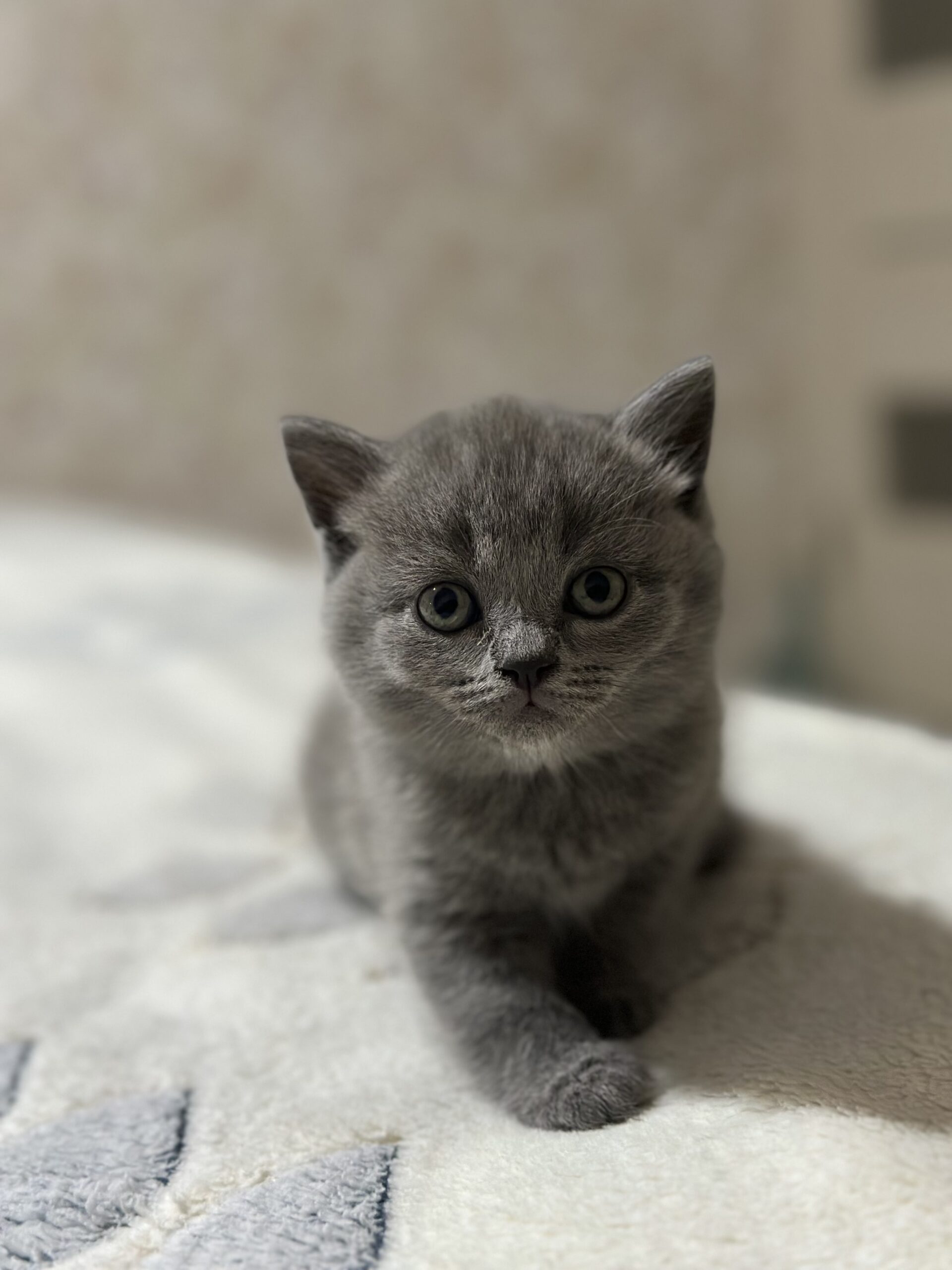 British pisicuțe