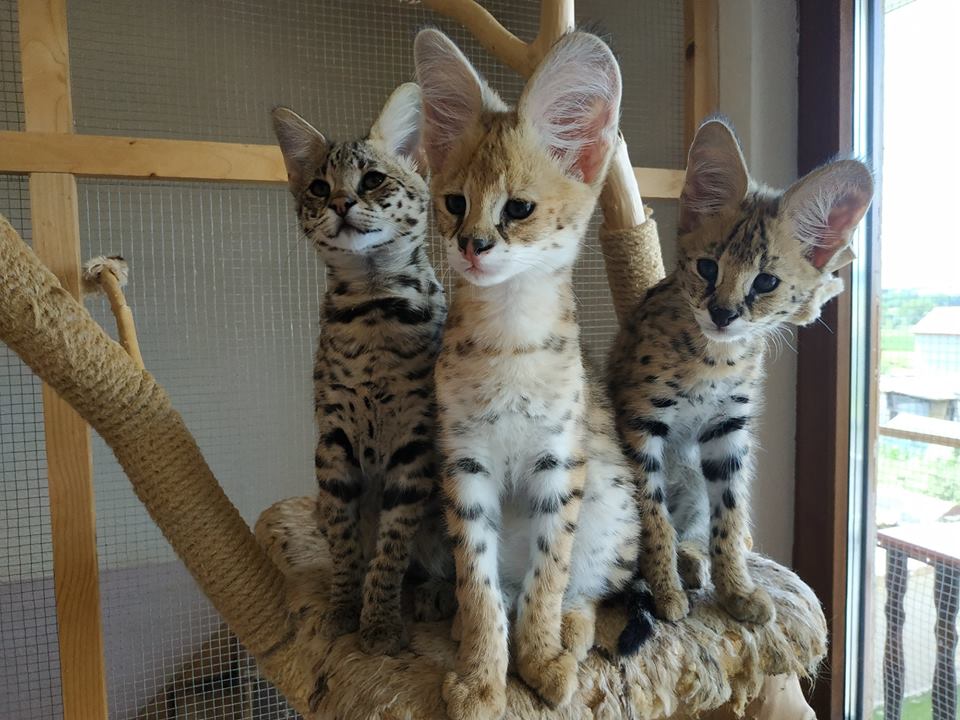 Котята сервала и саванны