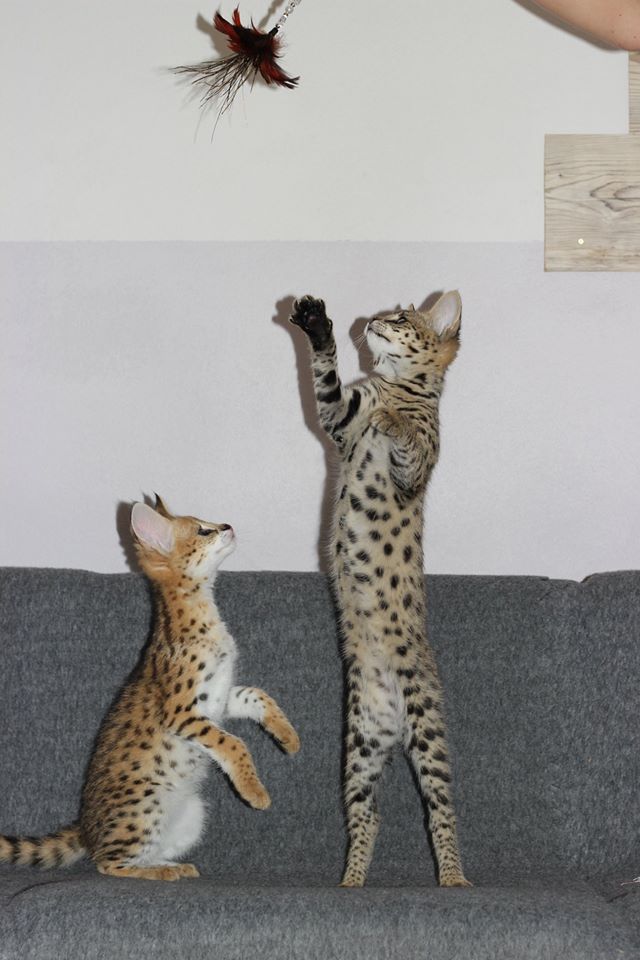 Котята сервала и саванны