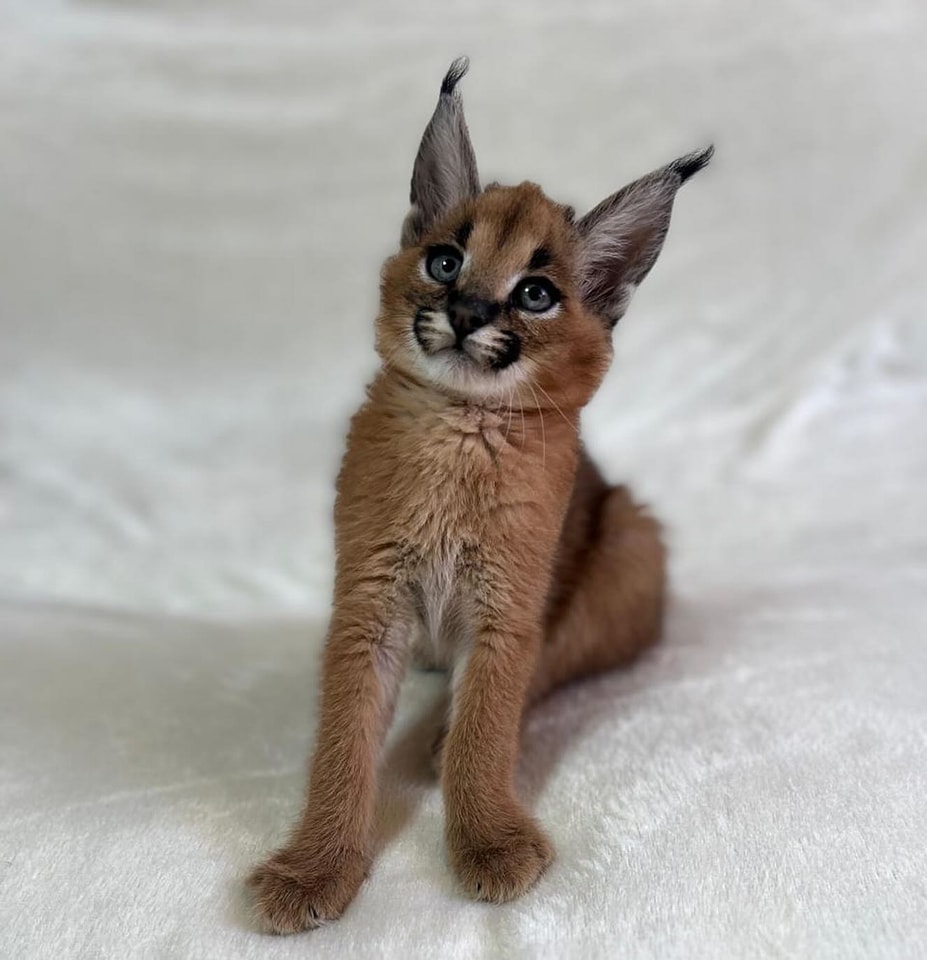Pisicuțe Caracal și Ocelot