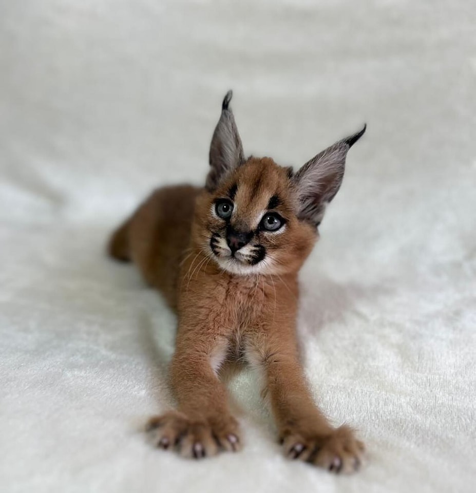 Pisicuțe Caracal și Ocelot