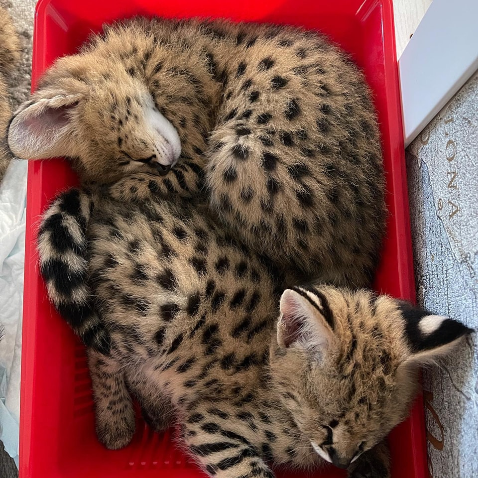 Котята сервала и саванны