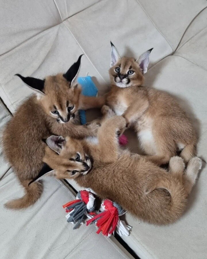 Pisicuțe Caracal și Ocelot
