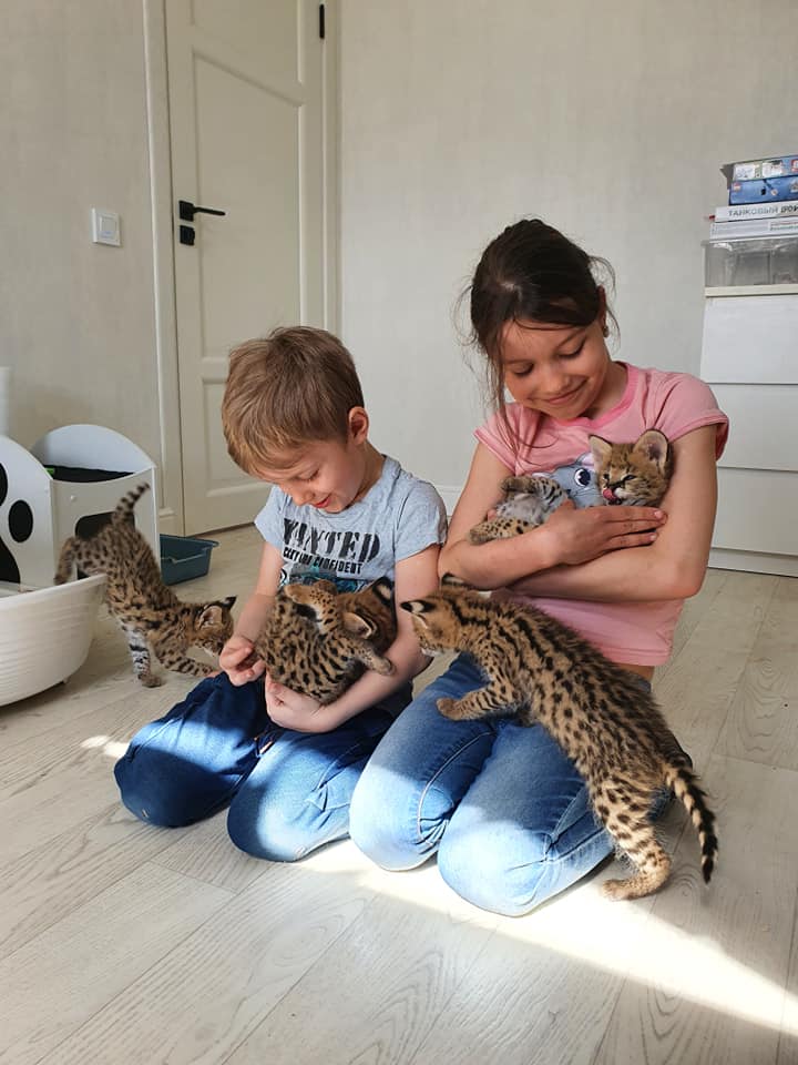 Котята сервала и саванны