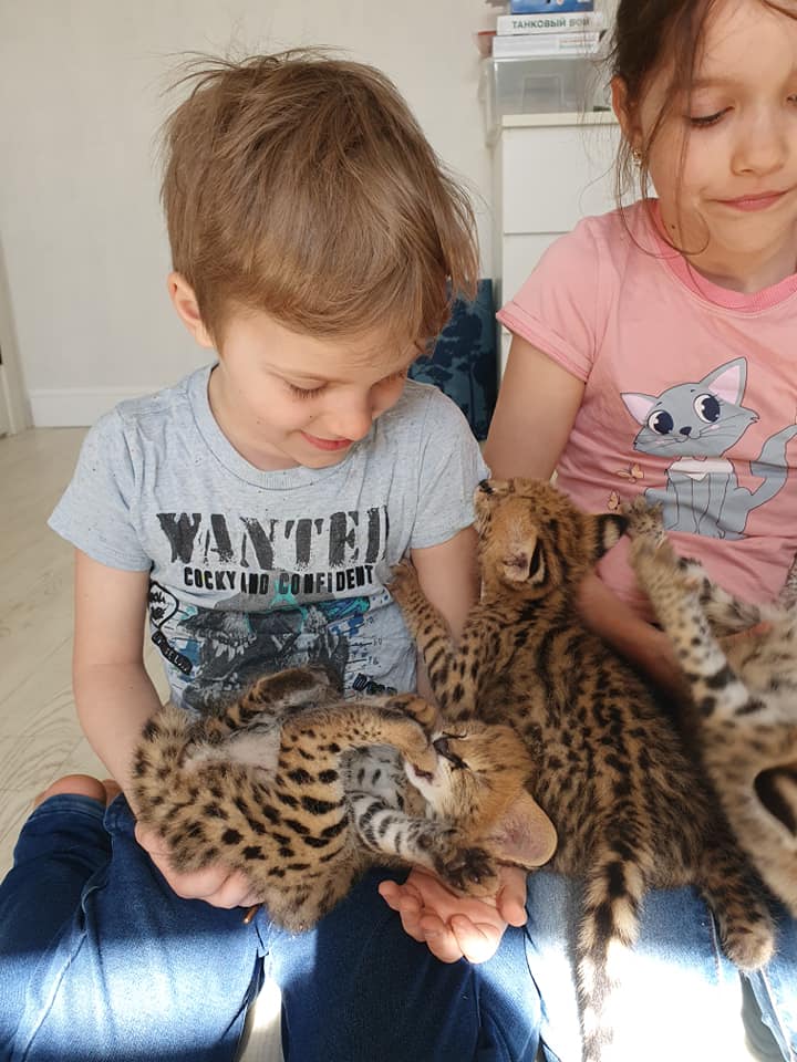 Котята сервала и саванны