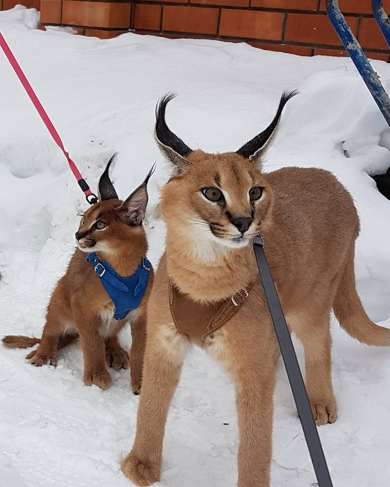 Pisicuțe Caracal și Ocelot