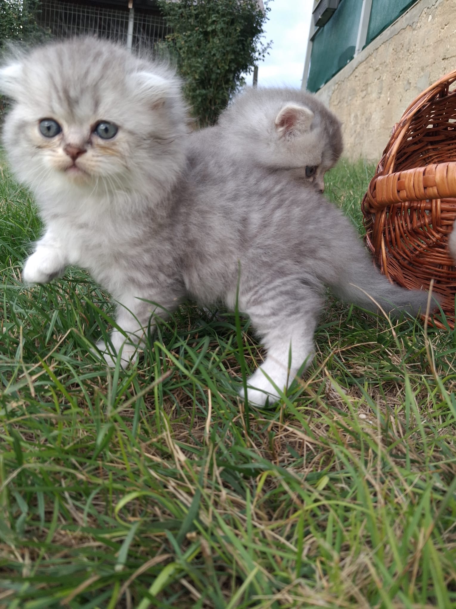 Scottish fold and straight