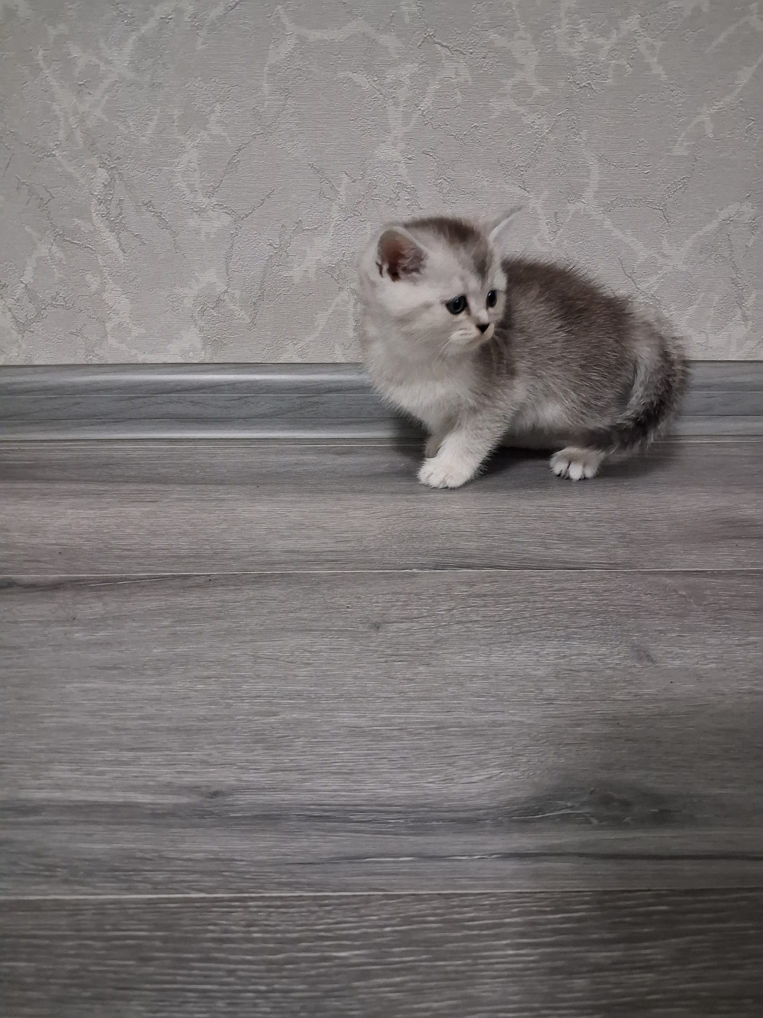 Scottish fold and straight
