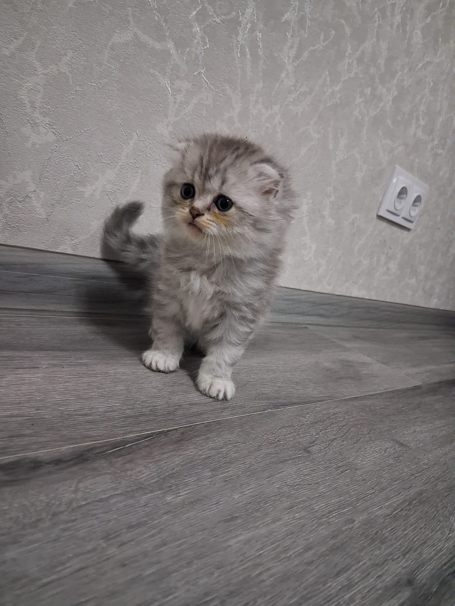 Scottish fold and straight