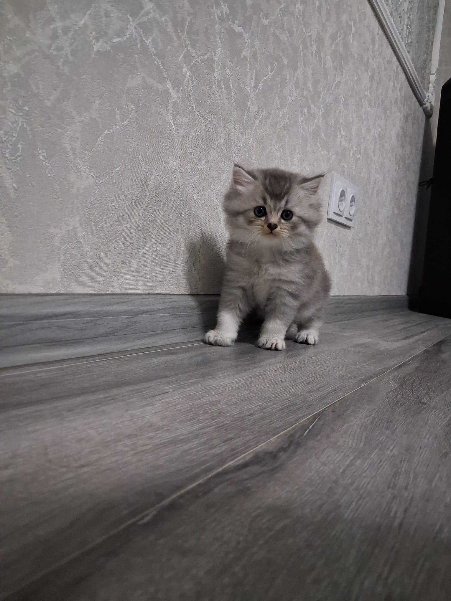 Scottish fold and straight