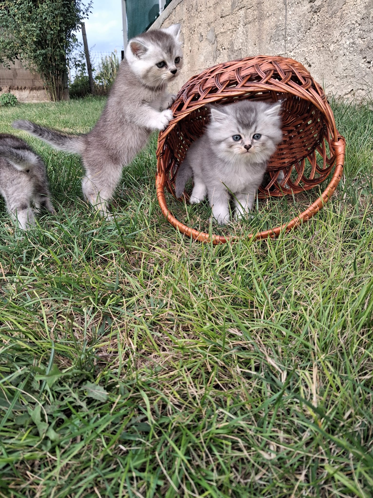 Scottish fold and straight
