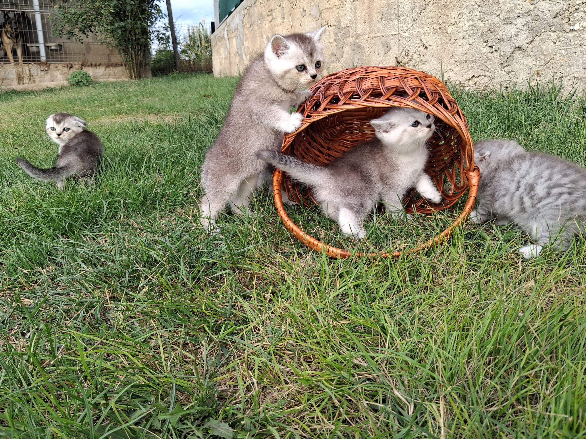 Scottish fold and straight