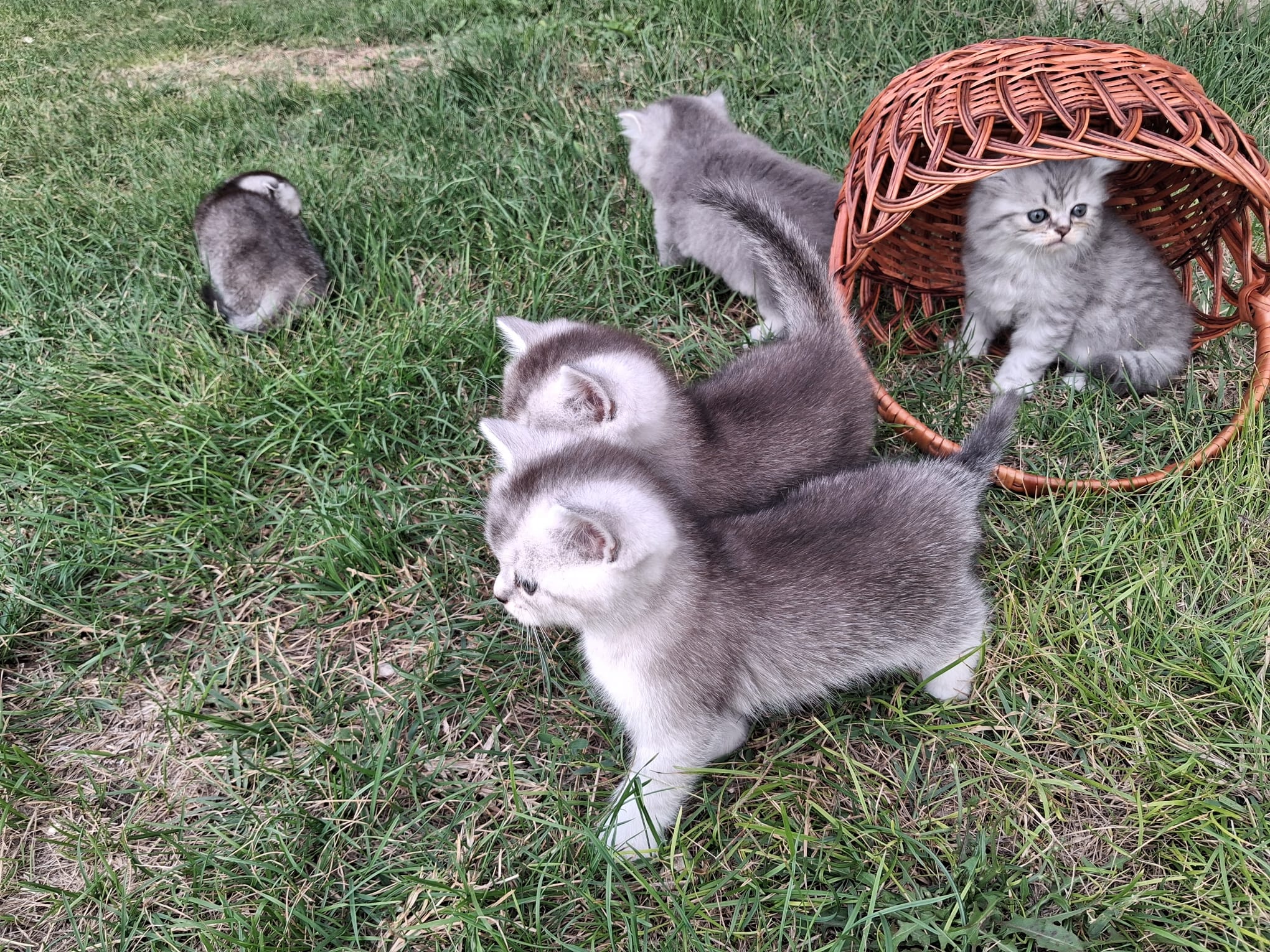 Scottish fold and straight
