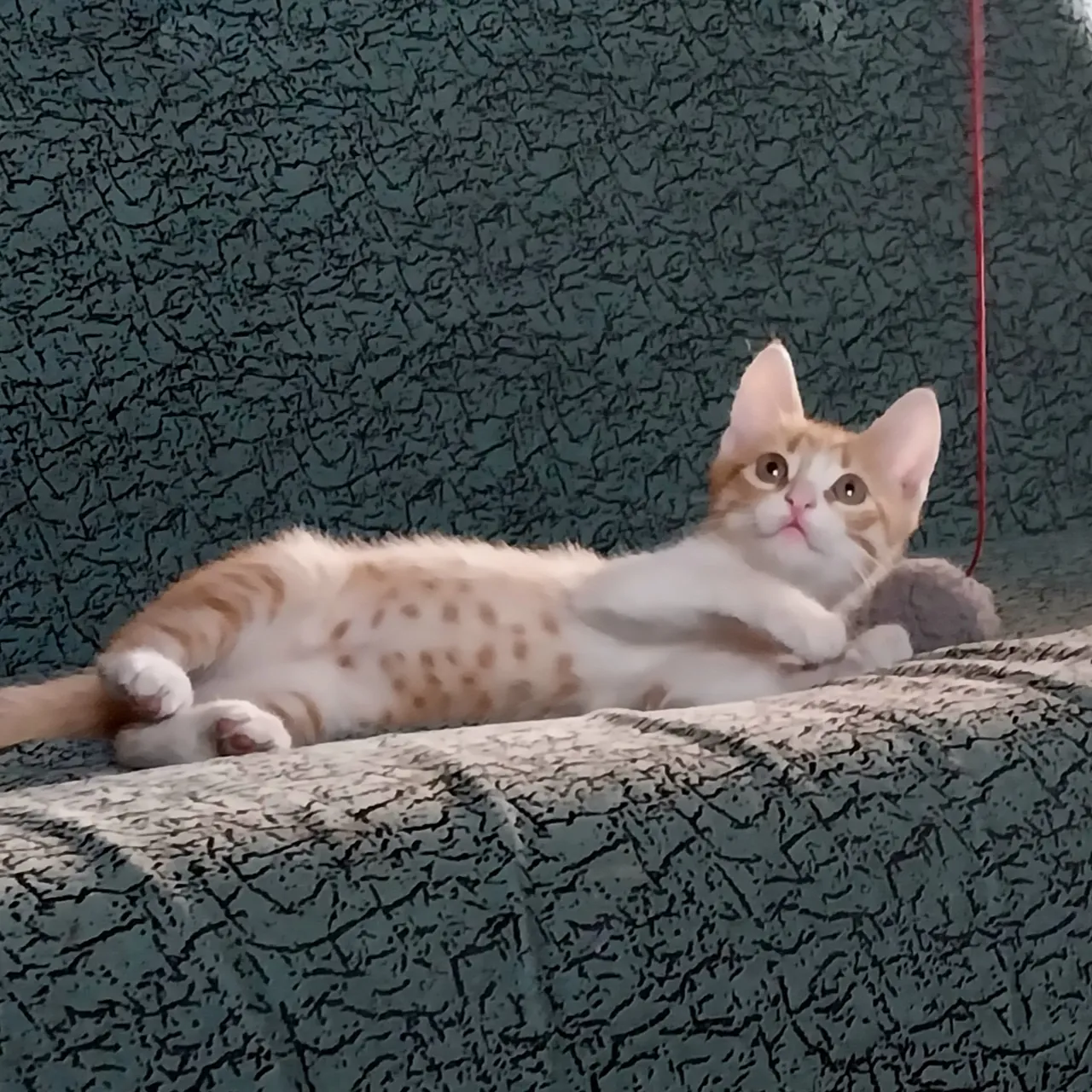 Бесплатно чудесные котята 2 месяца