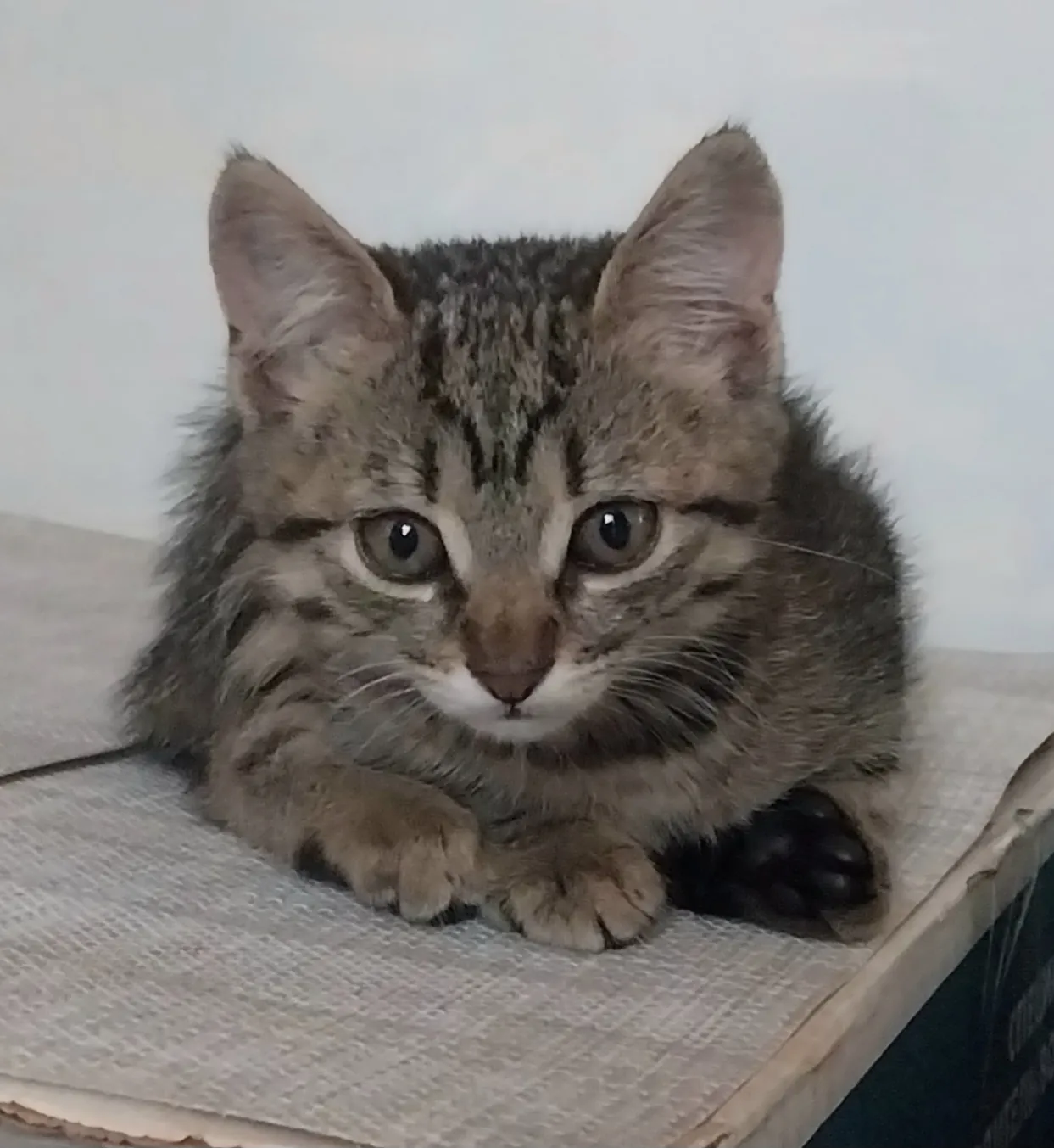 Бесплатно чудесные котята 2 месяца