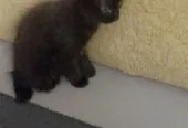Домашние котята