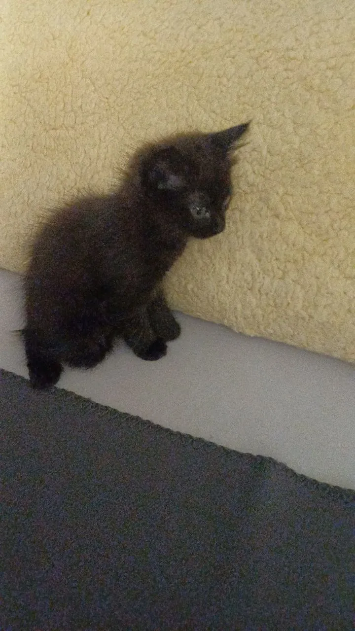 Домашние котята