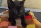 Домашние котята