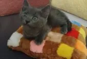 Домашние котята