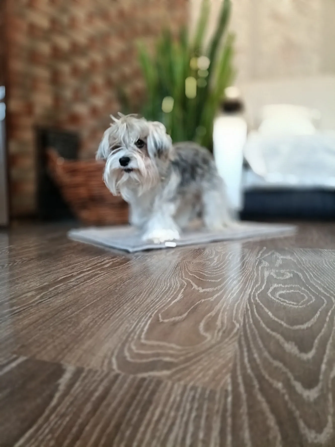 Бивер-терьер