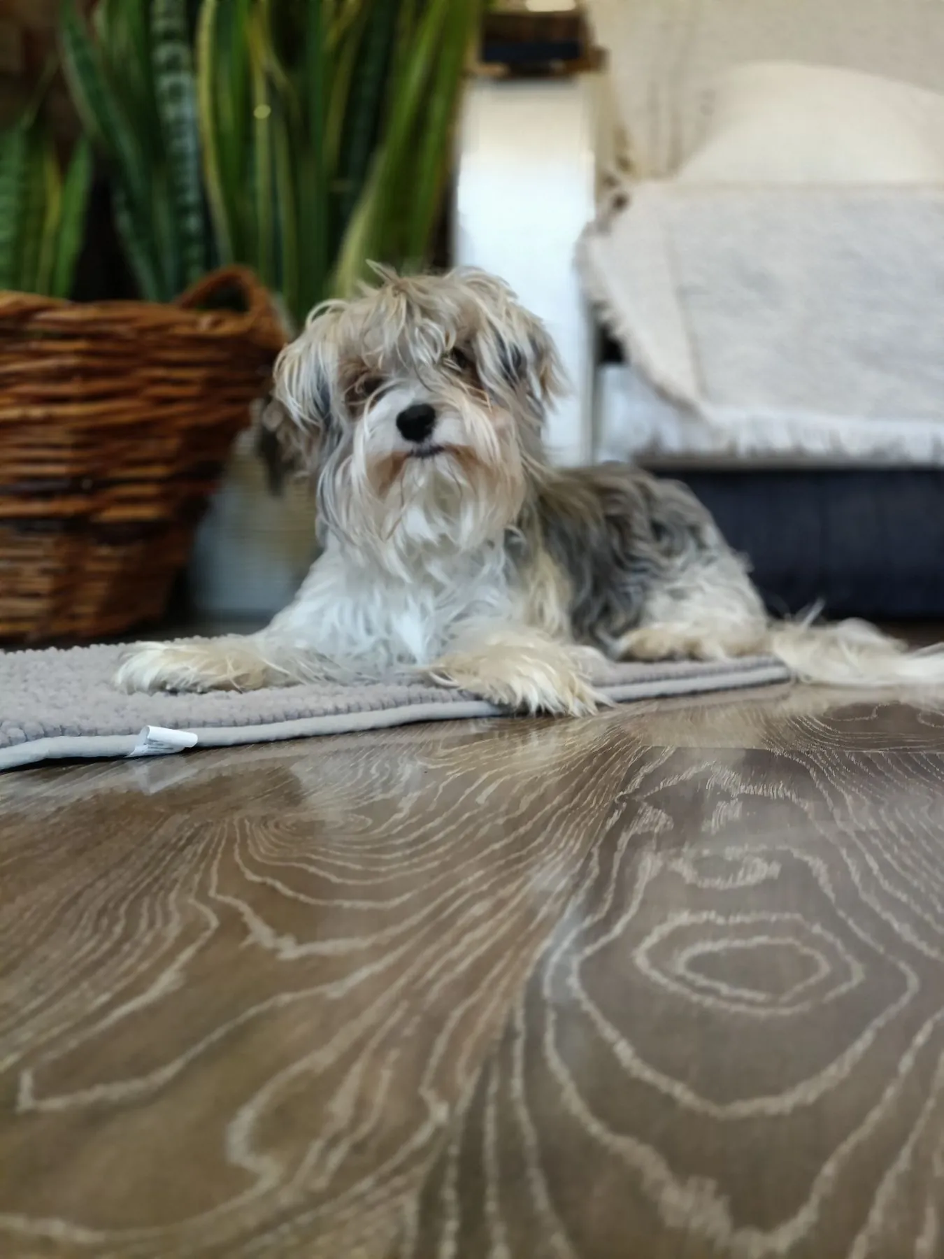 Бивер-терьер