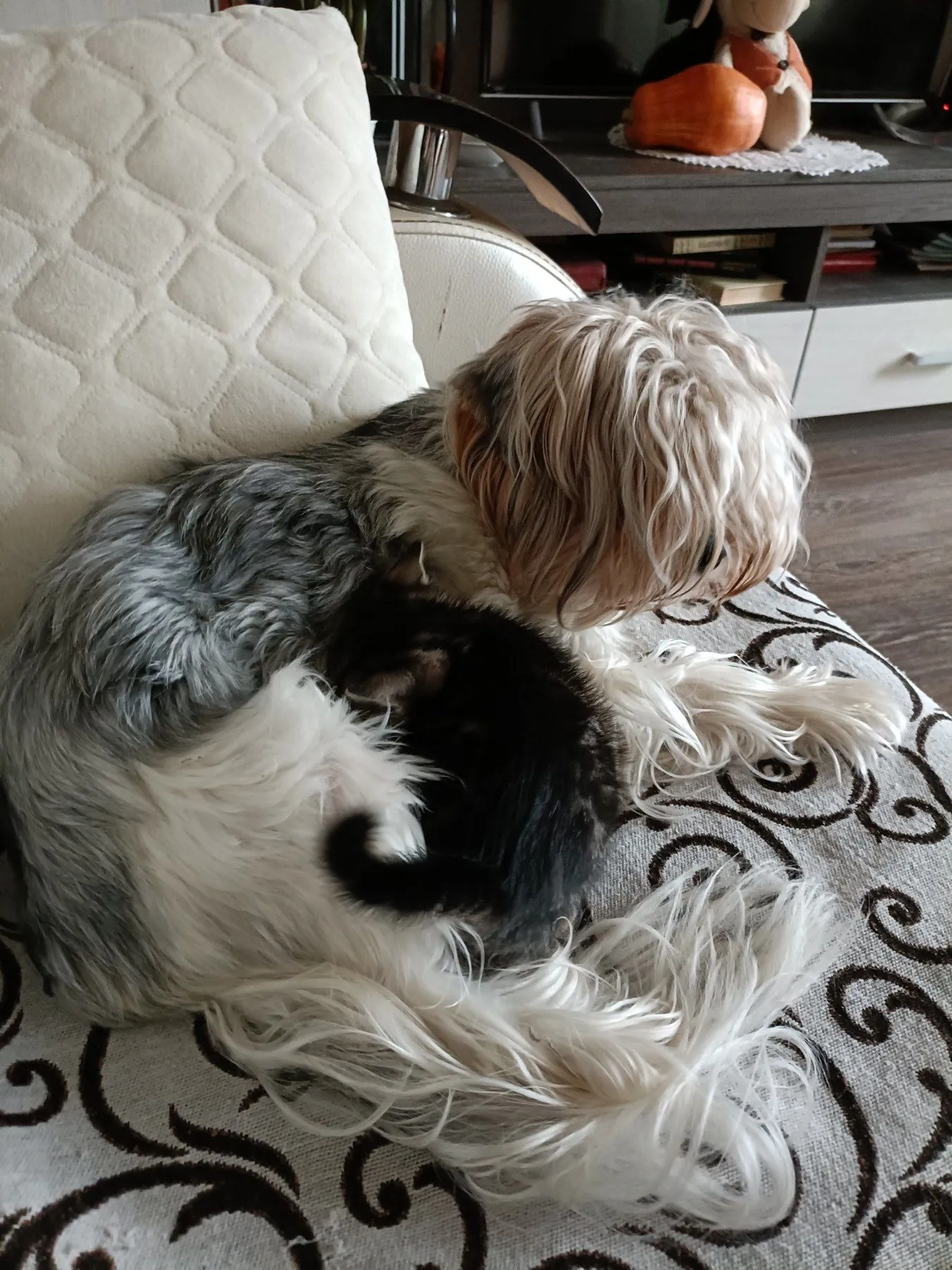 Бивер-терьер