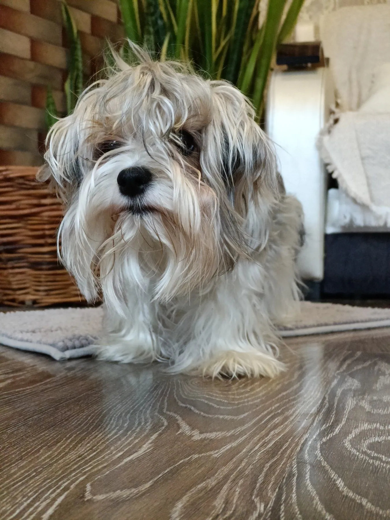 Бивер-терьер