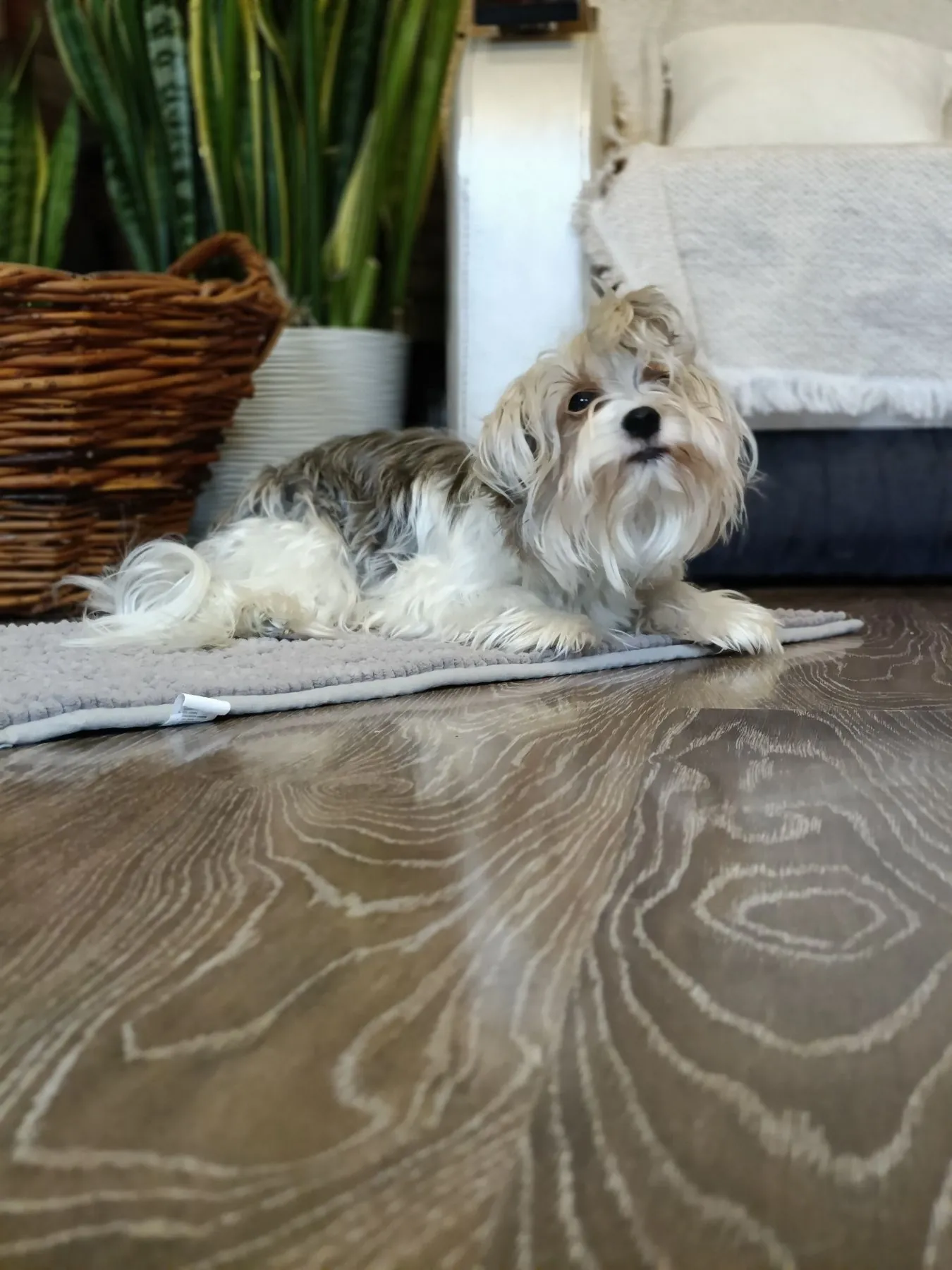 Бивер-терьер