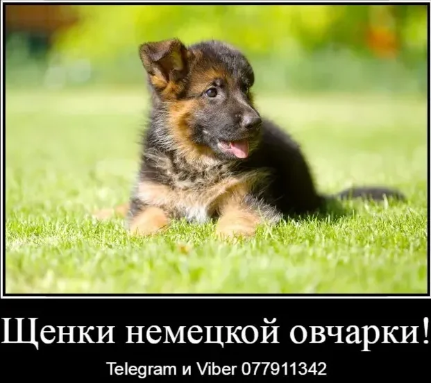Наши немчурашки уже готовы перейти в ваш дом