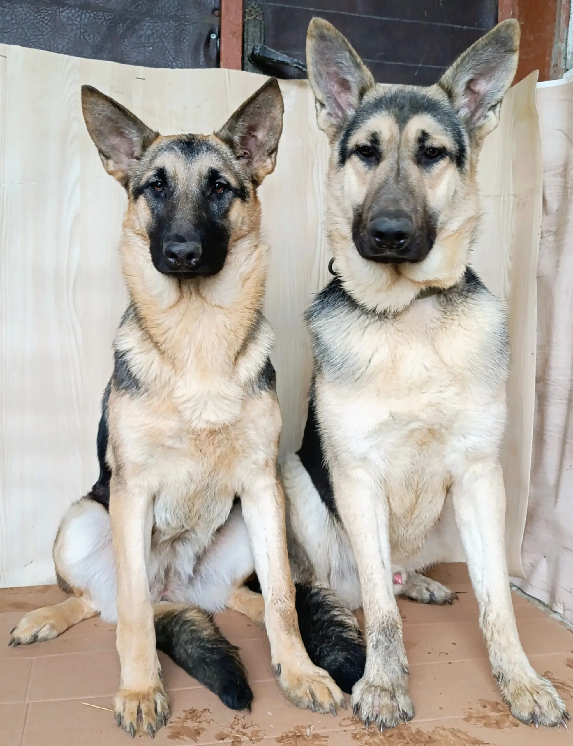 Щенки Восточно-европейской овчарки