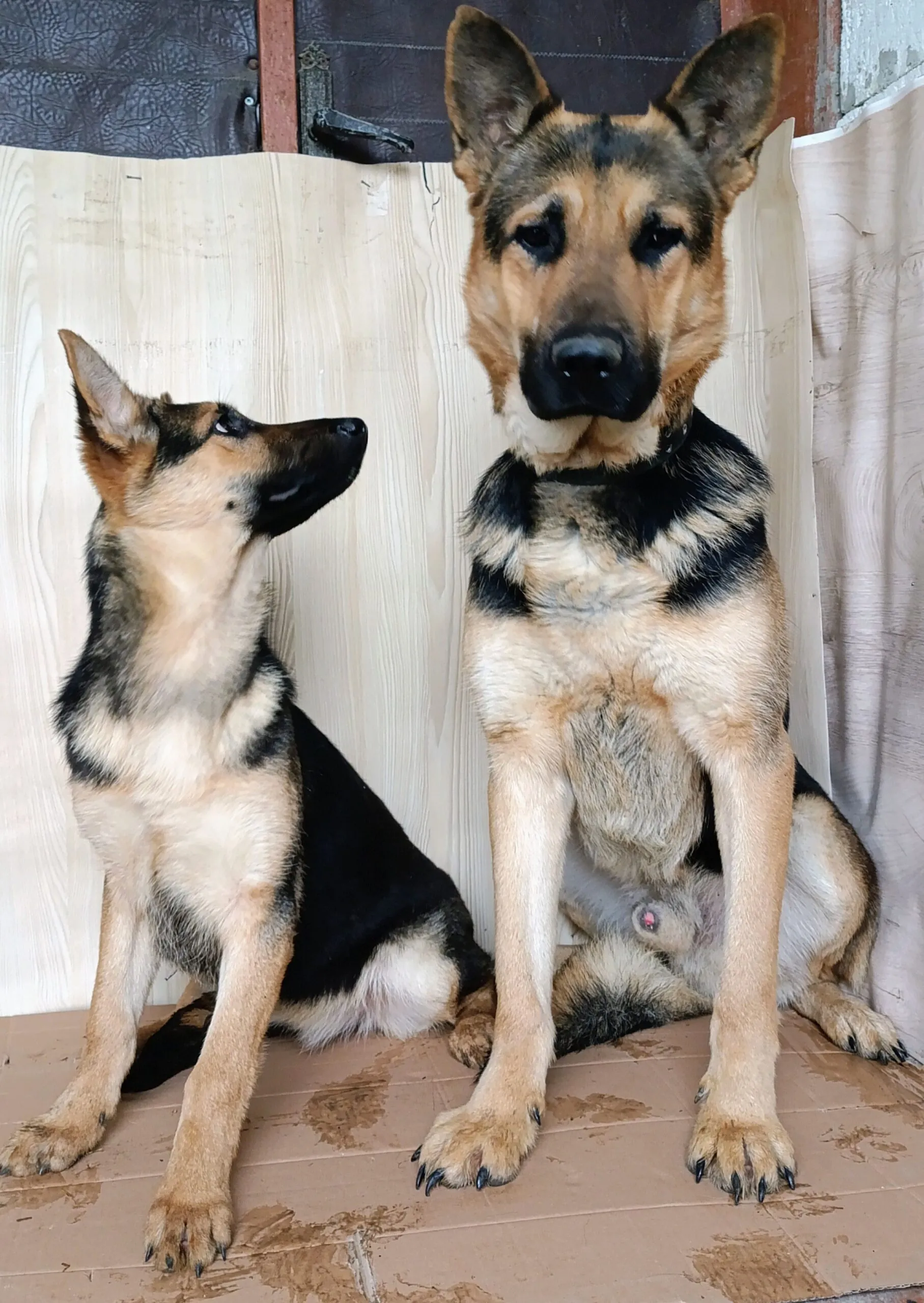 Щенки Восточно-европейской овчарки