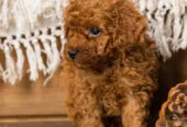 Toy Poodle Той Пудель Ред браун Pudelul