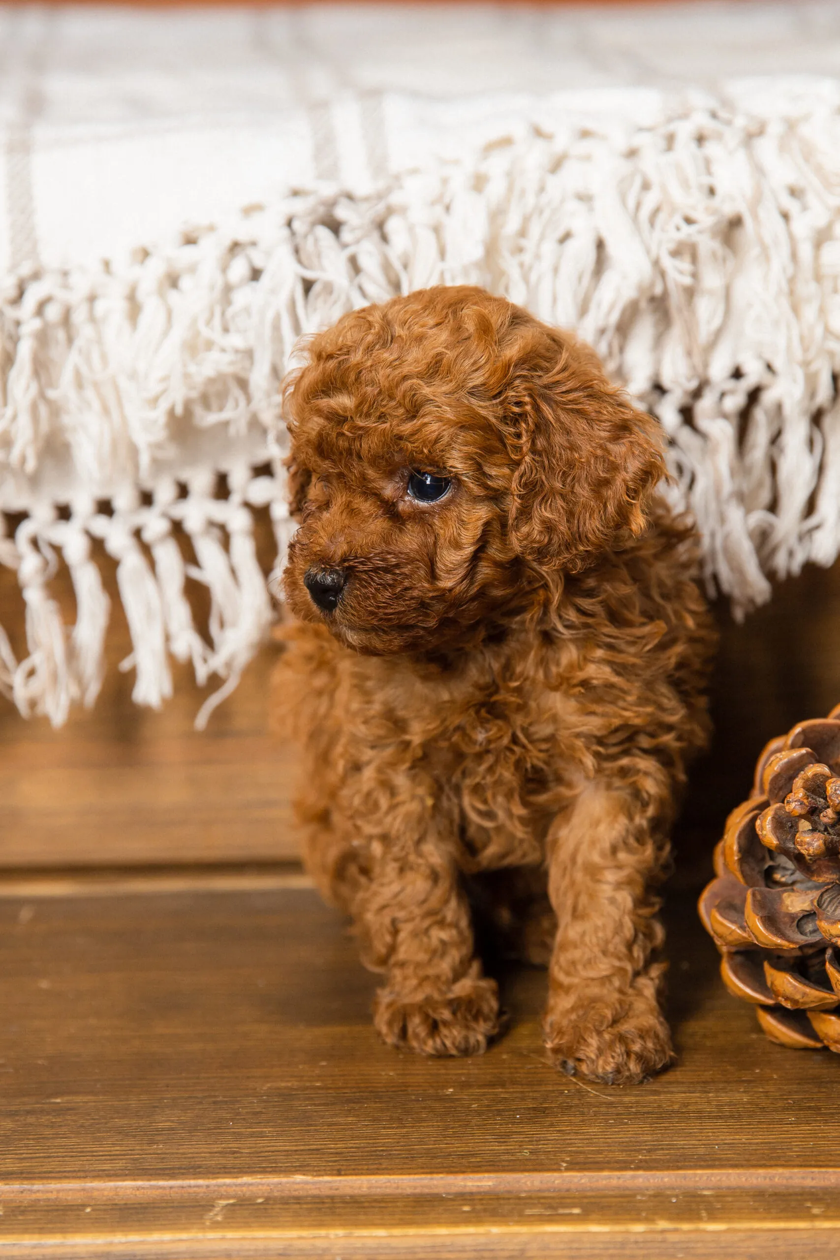 Toy Poodle Той Пудель Ред браун Pudelul