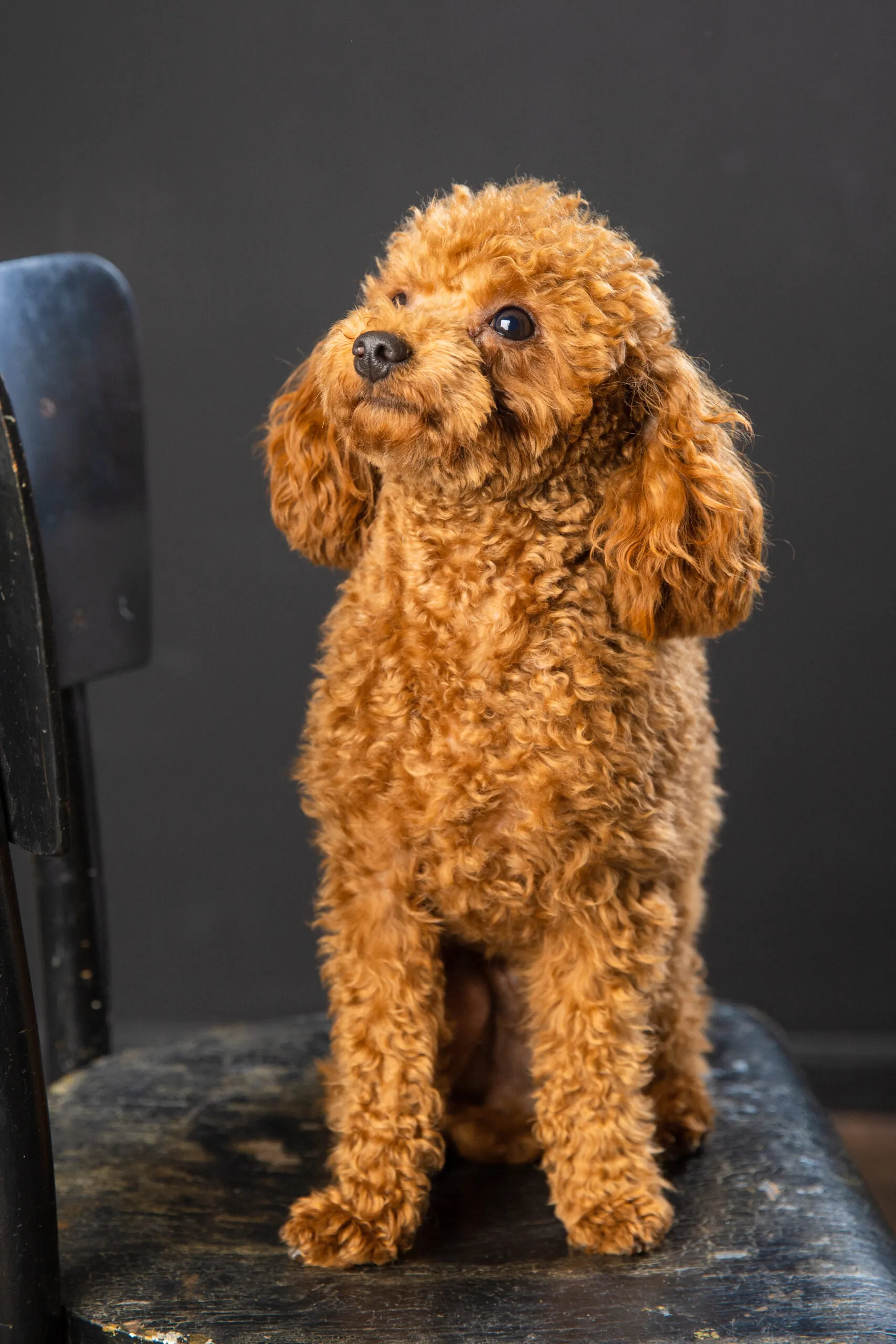 Toy Poodle Той Пудель Ред браун Pudelul