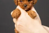 Toy Poodle Той Пудель Ред браун Pudelul