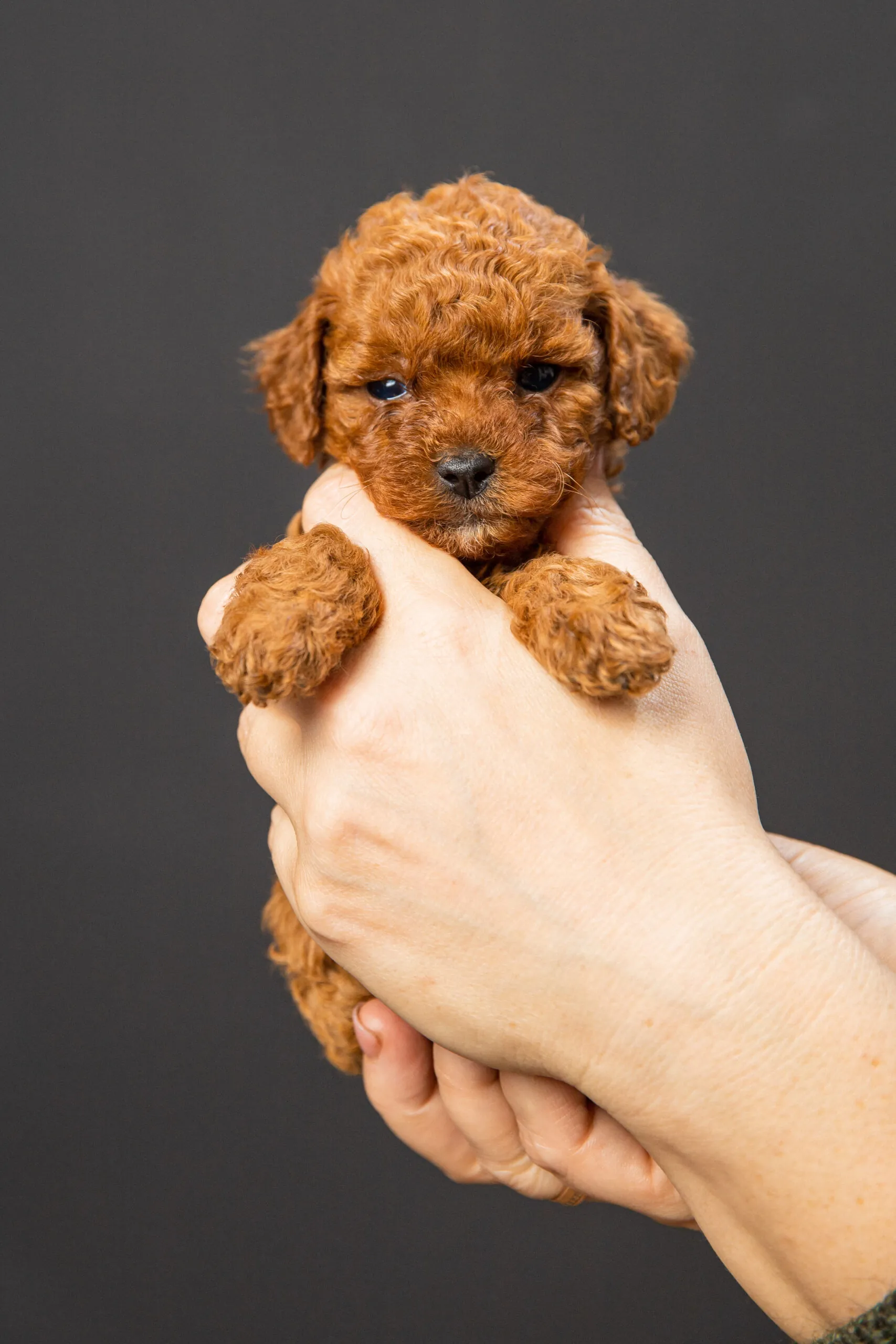 Toy Poodle Той Пудель Ред браун Pudelul