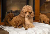 Toy Poodle Той Пудель Ред браун Pudelul